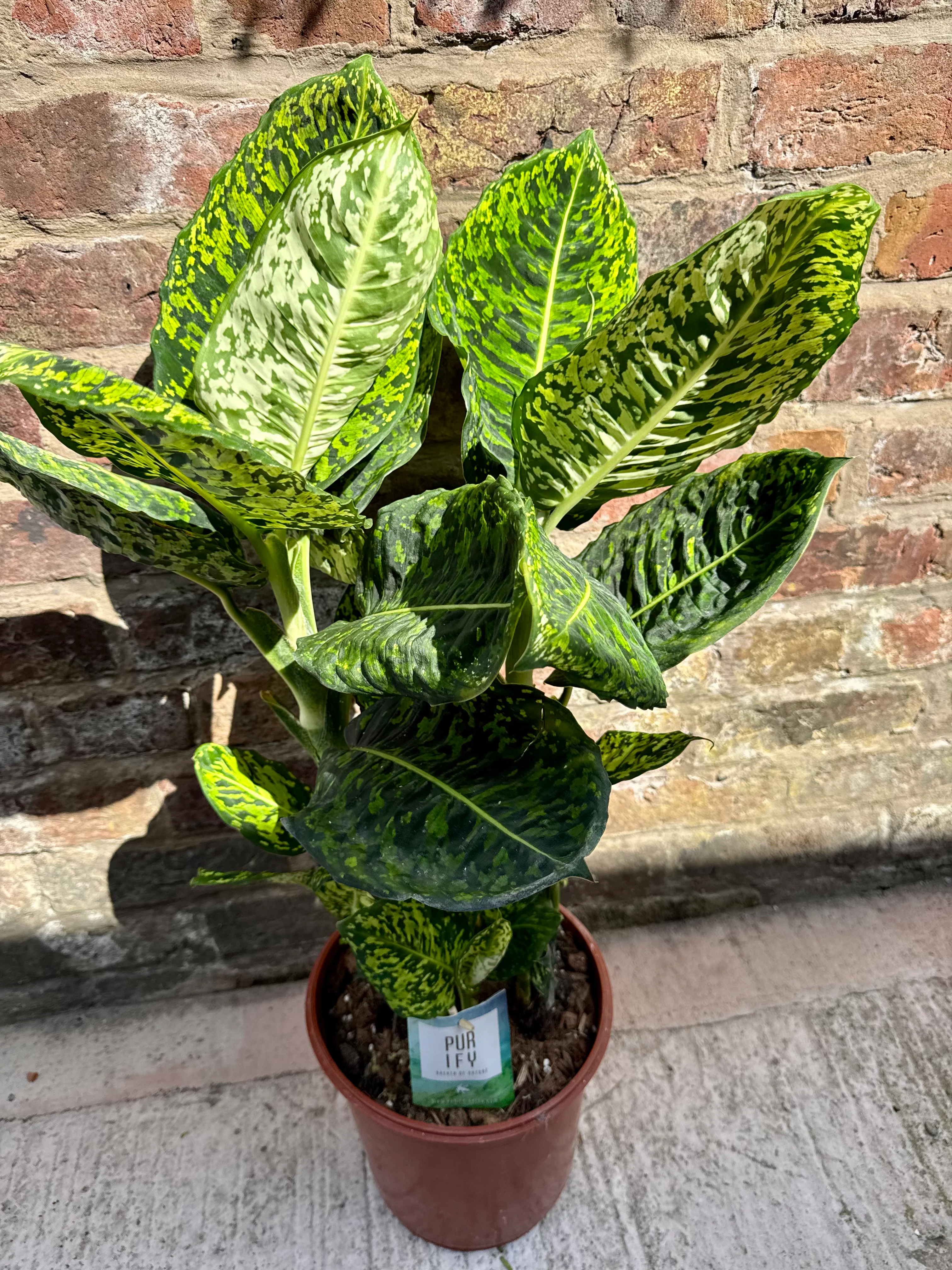 Dieffenbachia Reflector - Dumb Cane Plant