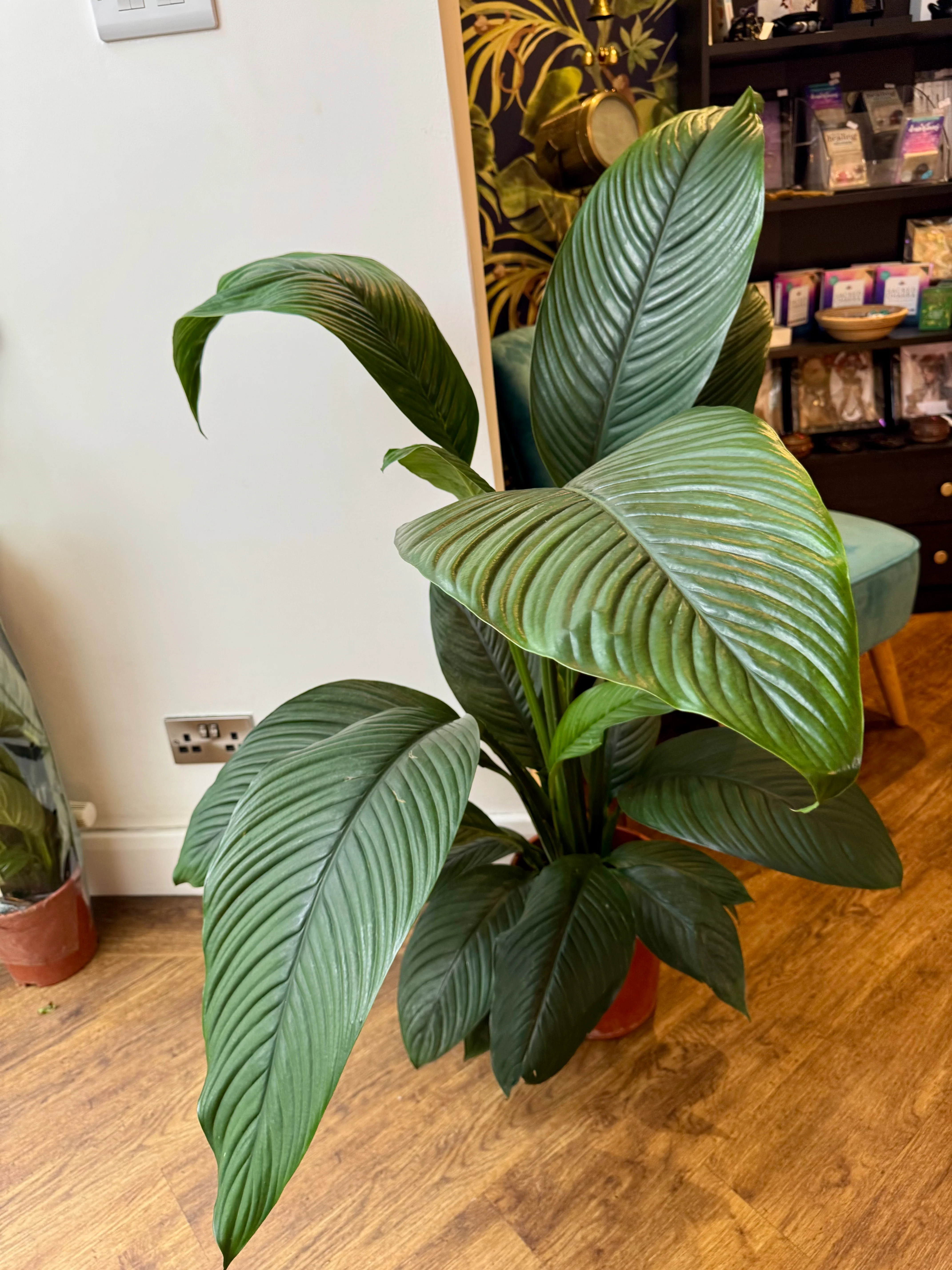 Spathiphyllum Sensation - Giant Peace Lily
