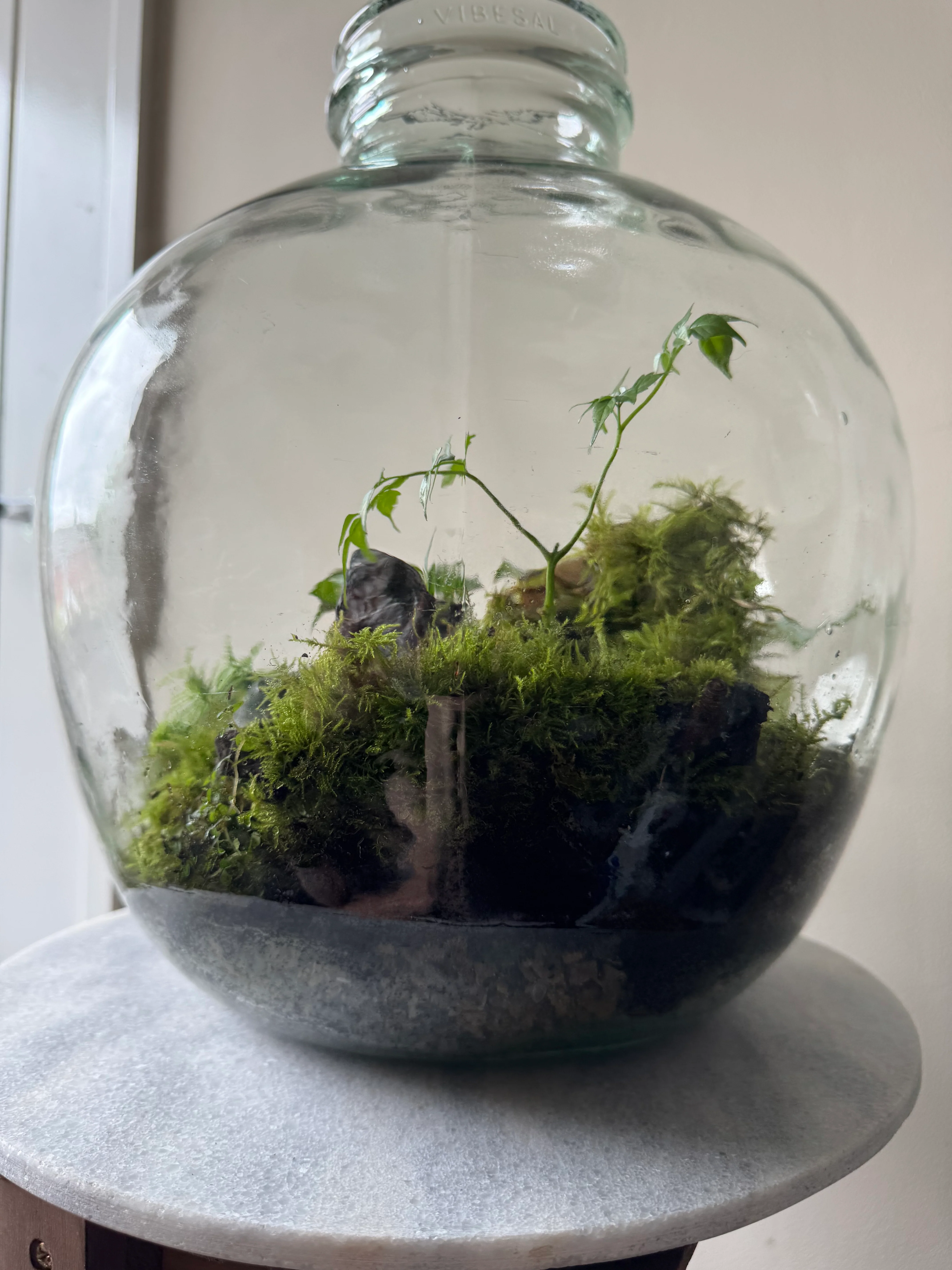 Large Heavy Glass Carboy Planted Terrarium