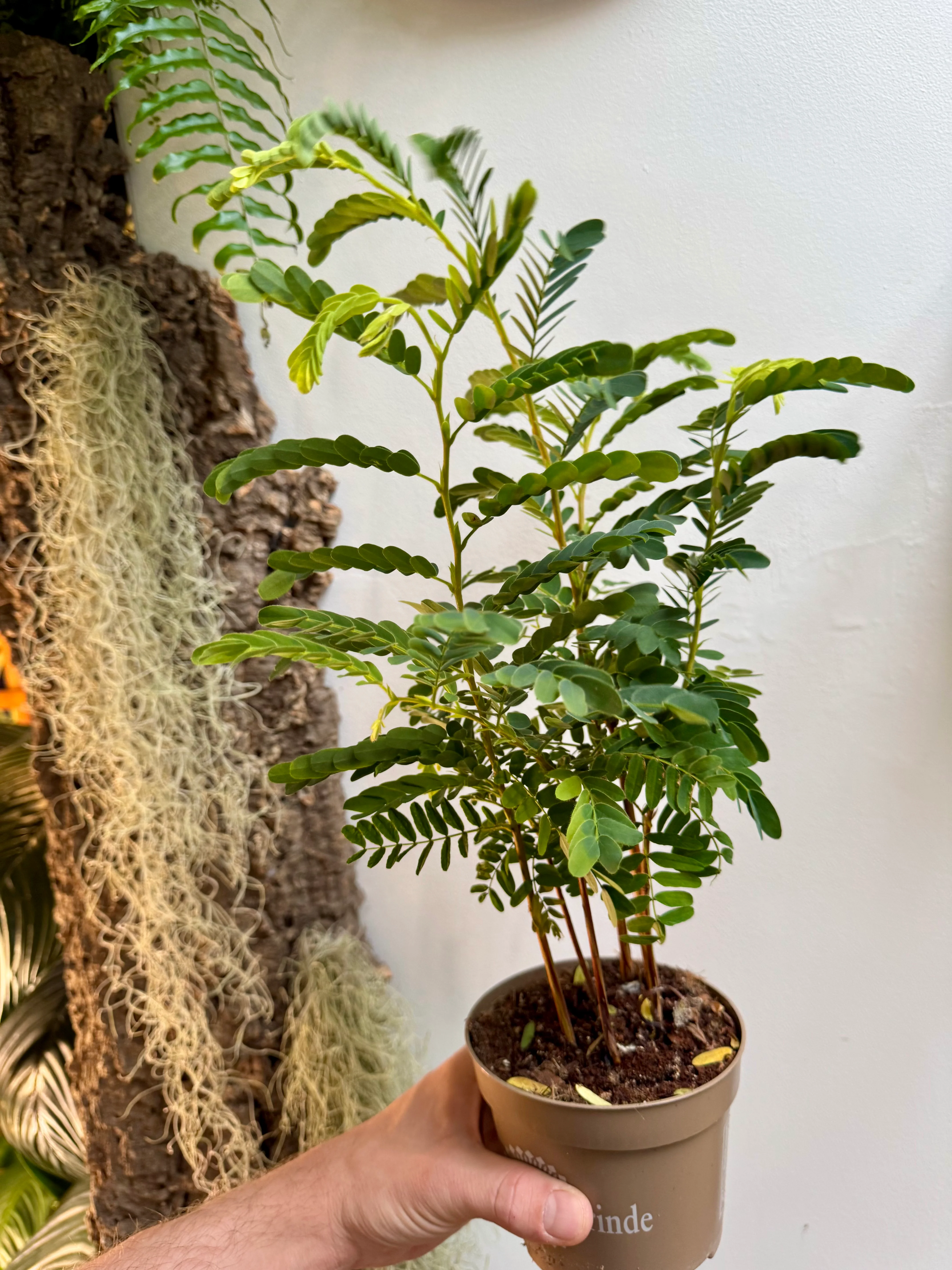 Tamarindus Indica - Tamarind Tree