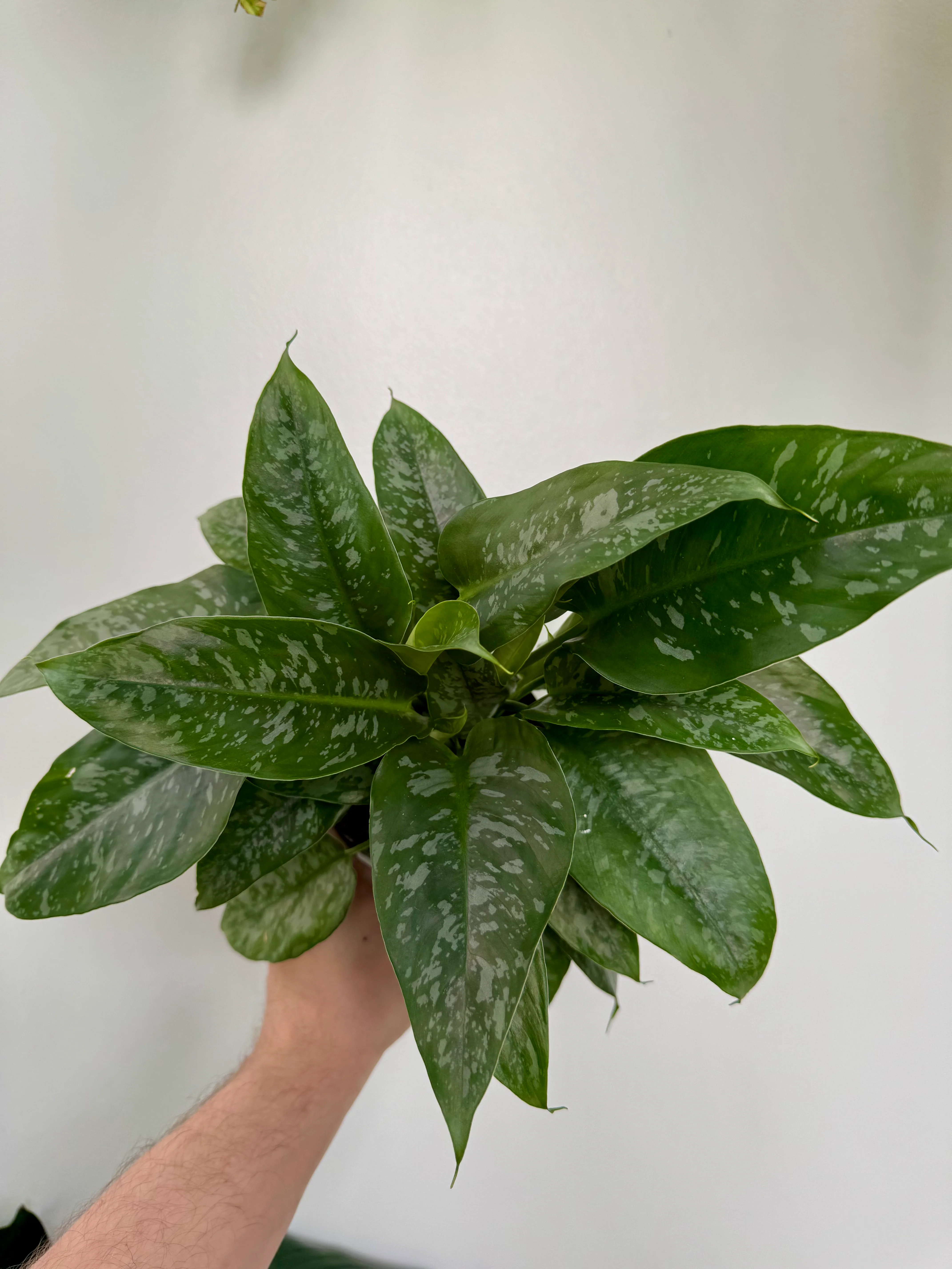 Schismatoglottis Scortechinii - Silver Leaves