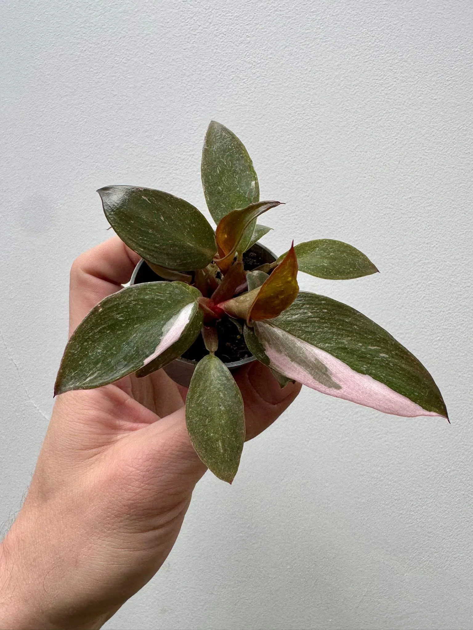 Philodendron Erubescens Pink Princess