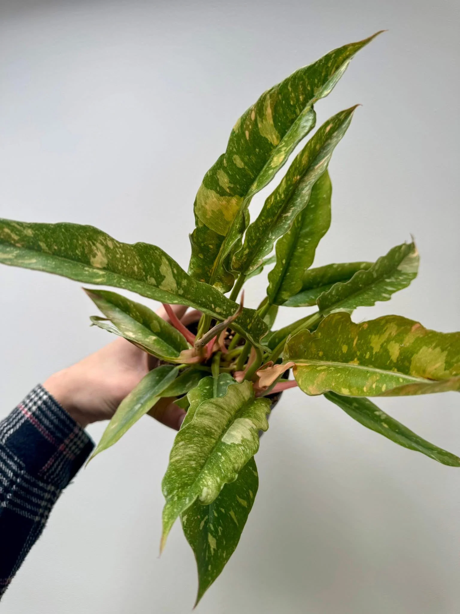 Philodendron Tortum x Wendlandii Ring of Fire
