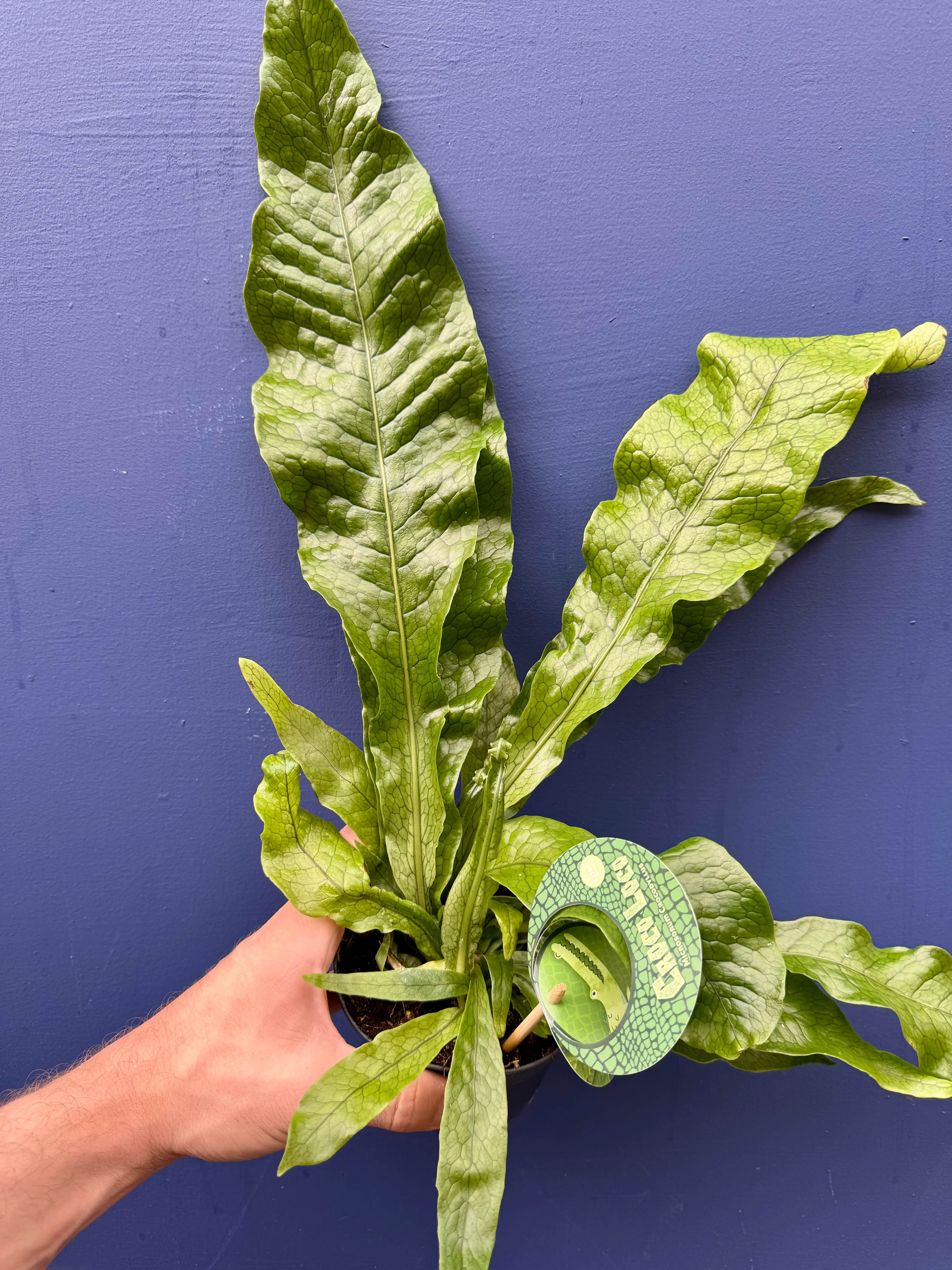 Microsorum Musifolium Crocodyllus - Crocodile Fern