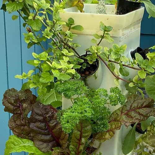 HLGKBY Sistema di Coltivazione idroponica, Torre idroponica Verticale 12/16/20/24 baccelli con Timer, Ruote universali, Pompa idratante, Kit di germinazione fioriera da Giardino Intelligente, 12Holes : Amazon.it: Giardino e giardinaggio