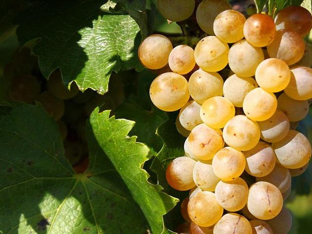TOKAJICUM Tokaji Furmint 'Vizsla' 2023